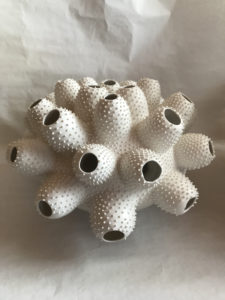 Bulbus Coral Pods